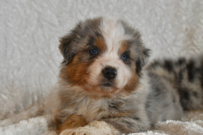 CHIOT