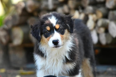 un aventurier cooper 