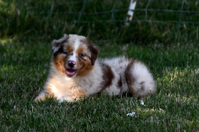 CHIOT