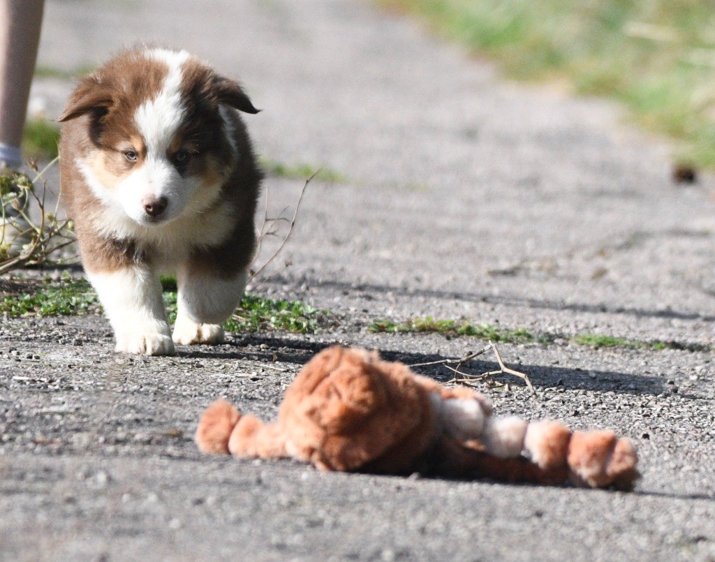 In Parigi - Chiots disponibles - Berger Américain Miniature 