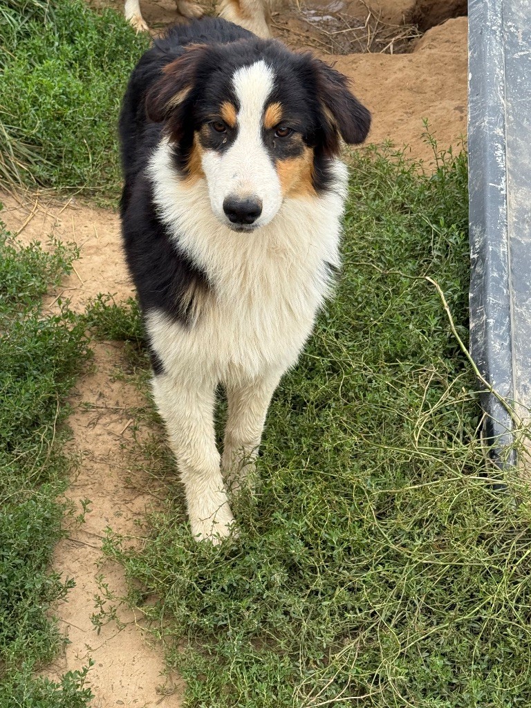 In Parigi - Chiots disponibles - Berger Australien