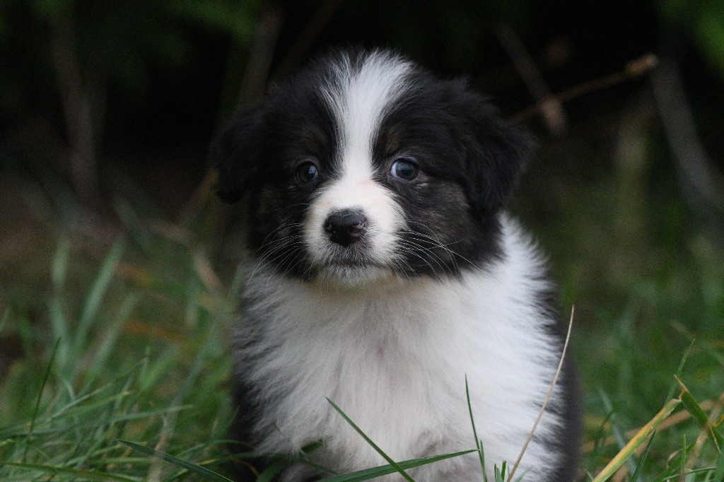 In Parigi - Chiots disponibles - Berger Australien