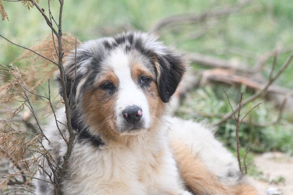 In Parigi - Chiots disponibles - Berger Australien