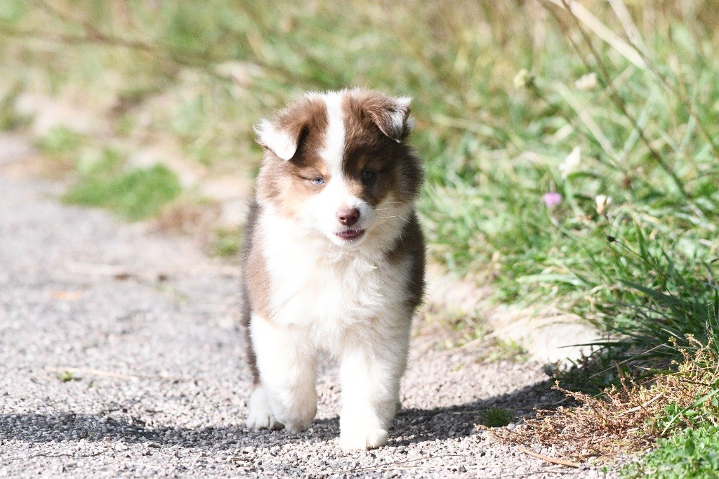 In Parigi - Chiots disponibles - Berger Américain Miniature 