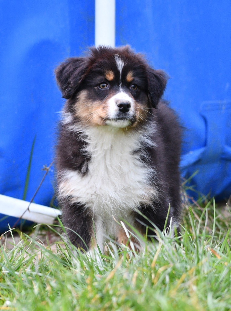 In Parigi - Chiots disponibles - Berger Australien