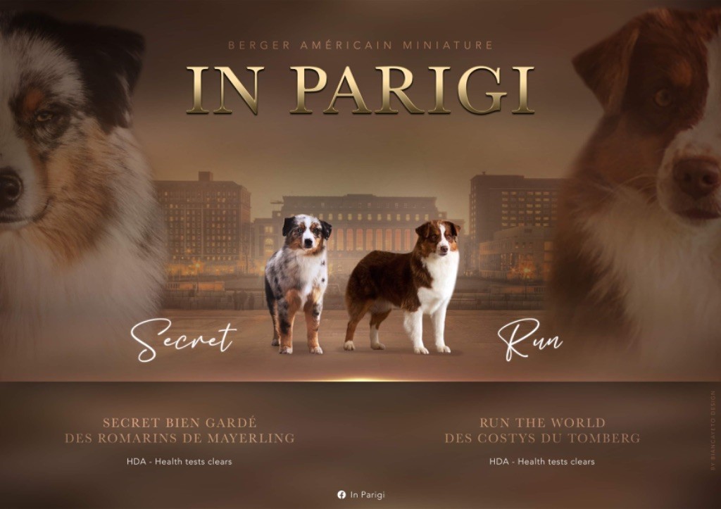 In Parigi - Berger Américain Miniature - Portée née le 09/09/2023