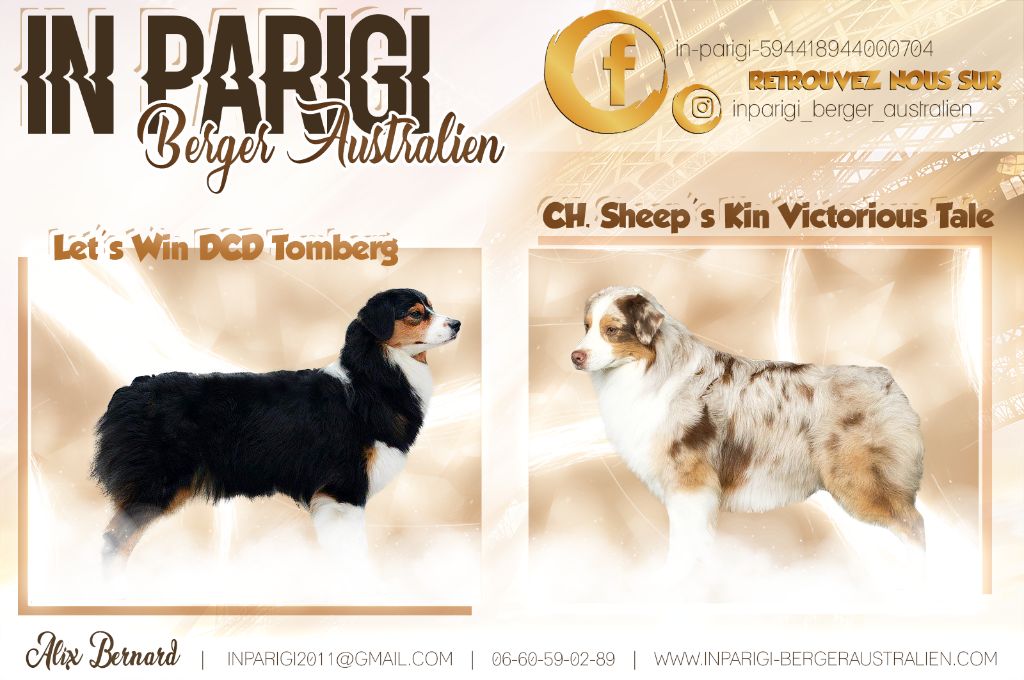 In Parigi - Berger Australien - Portée née le 01/08/2020