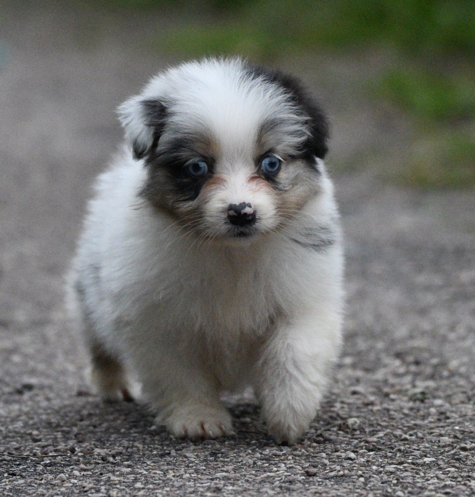 In Parigi - Chiots disponibles - Berger Australien